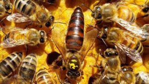 معدّل وفيات النحل في ألبرتا هذا الموسم هو الأسوأ في التاريخ الحديث