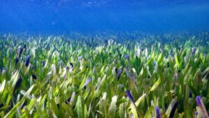 البيئة: علماء يكتشفون أكبر نبات معروف على وجه الأرض قبالة سواحل استراليا
