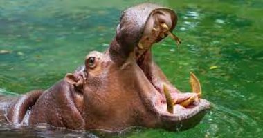 You are currently viewing نجاة طفل أوغندى عمره عامان بعد أن ابتلعه “فرس النهر”