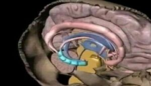 الدماغ قادر على تخزين مليون غيغابايت؟ مفاجأة عن “منطقة الذاكرة”