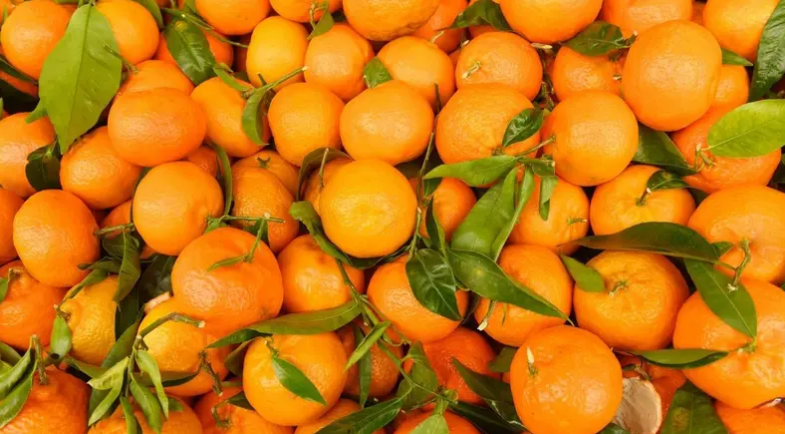 You are currently viewing ارتفاع صادرات مصر من الحاصلات الزراعية الطازجة 11% إلى 7.8 مليون طن